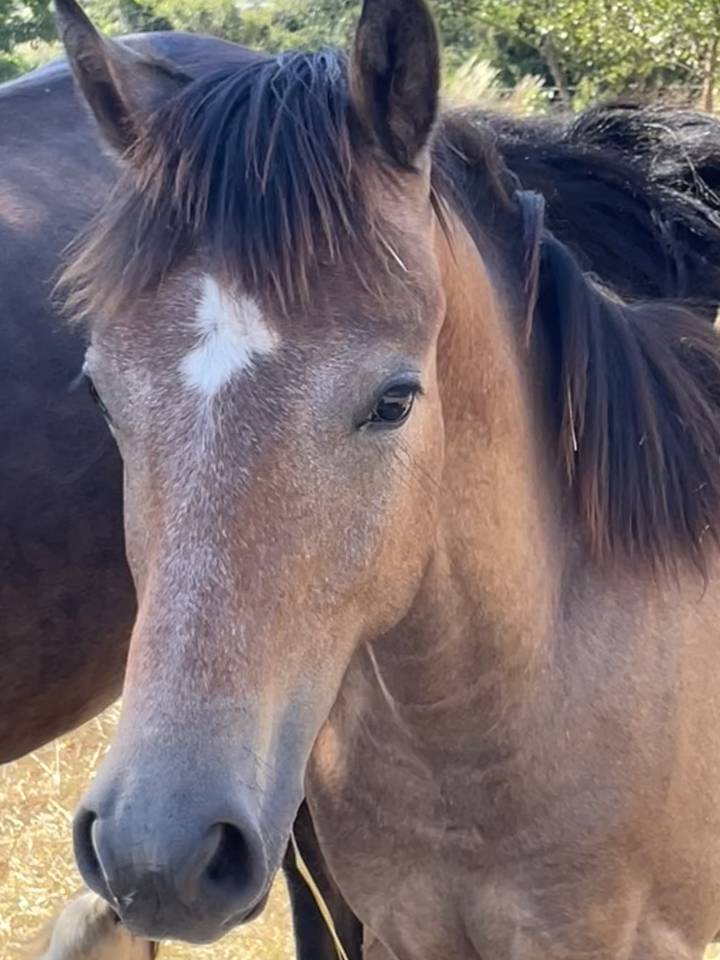 Veulen (ml) Welsh Pony (Section C) Te koop 2025 Donker bruin / bai ,  Orion Baker
