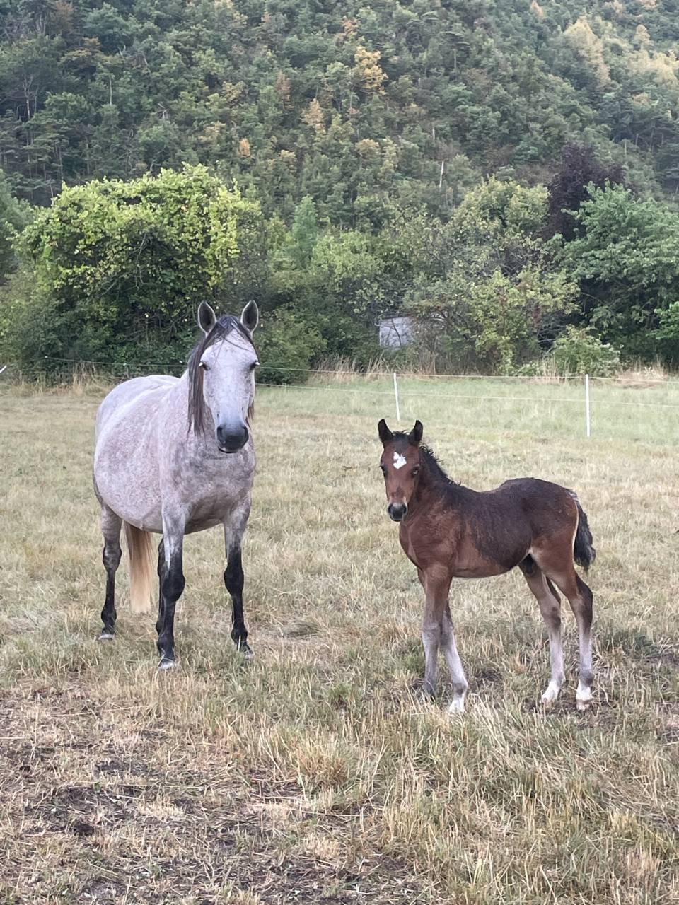 Veulen (ml) Welsh Pony (Section C) Te koop 2025 Donker bruin / bai ,  Orion Baker