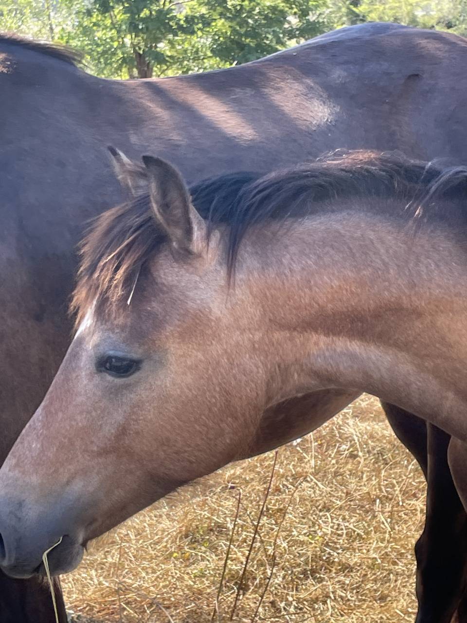 Veulen (ml) Welsh Pony (Section C) Te koop 2025 Donker bruin / bai ,  Orion Baker