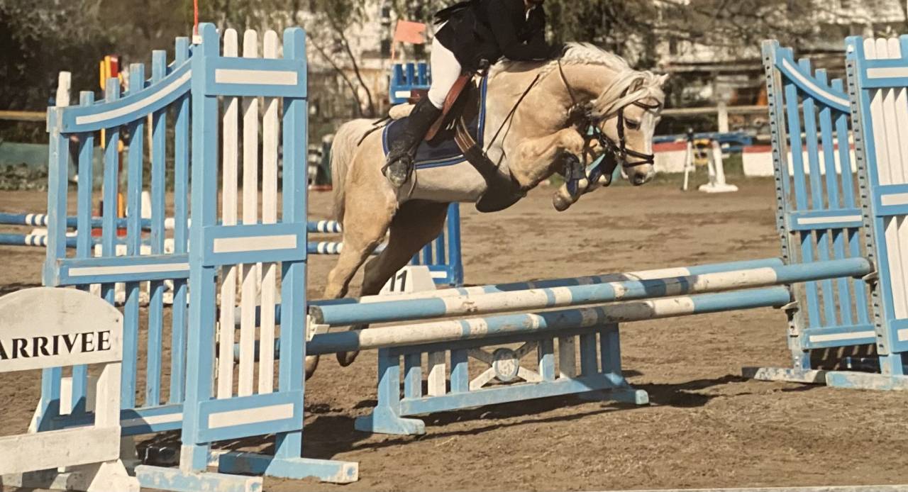 Veulen (ml) Welsh Pony (Section C) Te koop 2025 Donker bruin / bai ,  Orion Baker