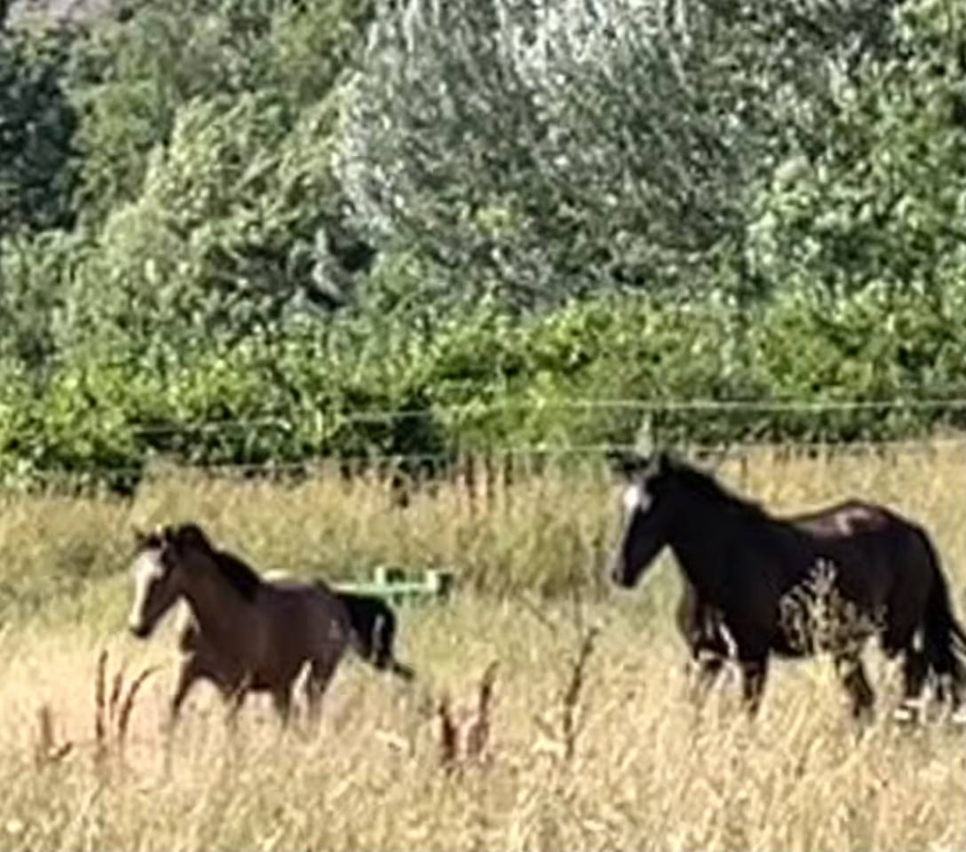 Veulen (ml) Welsh Pony (Section C) Te koop 2025 Donker bruin / bai ,  Orion Baker