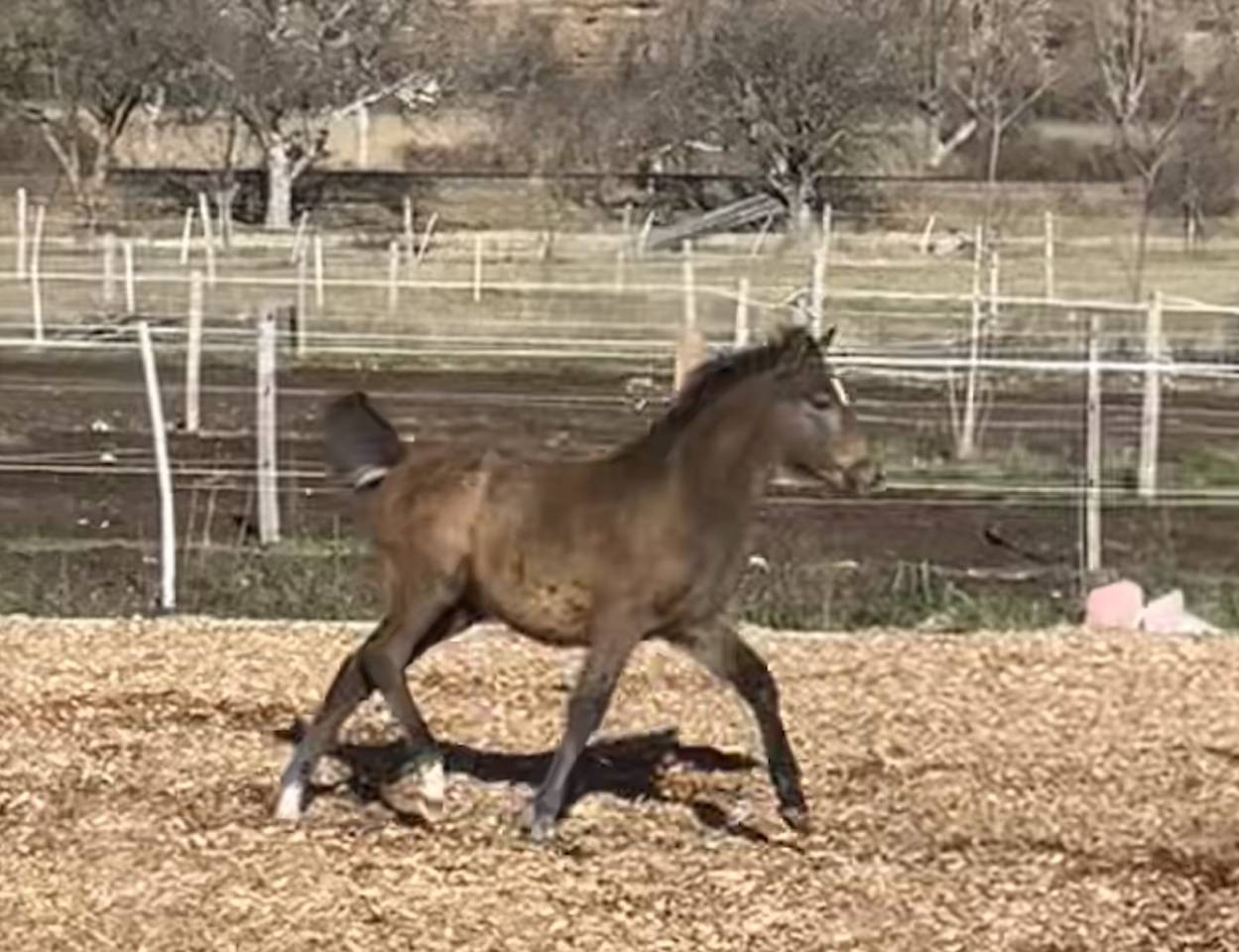 Veulen (ml) Welsh Pony (Section C) Te koop 2025 Donker bruin / bai ,  Orion Baker