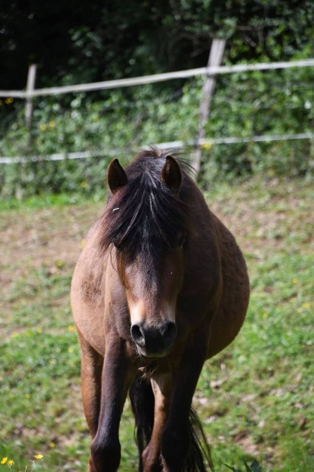 Ruin Bekend ras Te koop 2022 Bruin / Bai