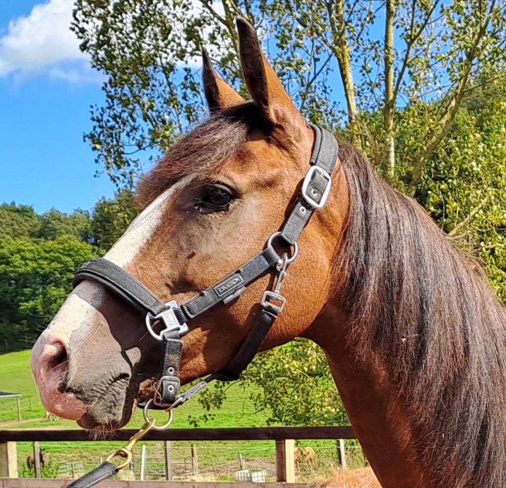 Merrie Lusitano Te koop 2017 Donker bruin / bai ,  SPARTACUS