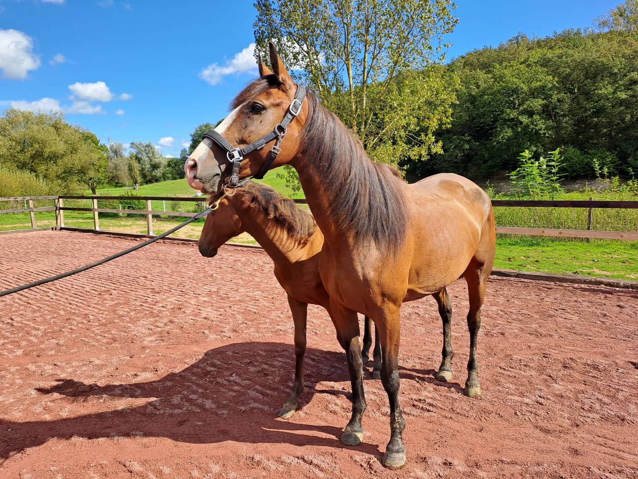 Merrie Lusitano Te koop 2017 Donker bruin / bai ,  SPARTACUS