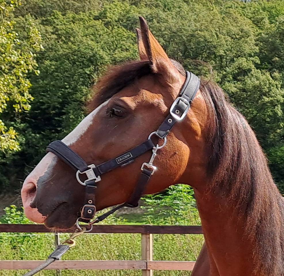 Merrie Lusitano Te koop 2017 Donker bruin / bai ,  SPARTACUS