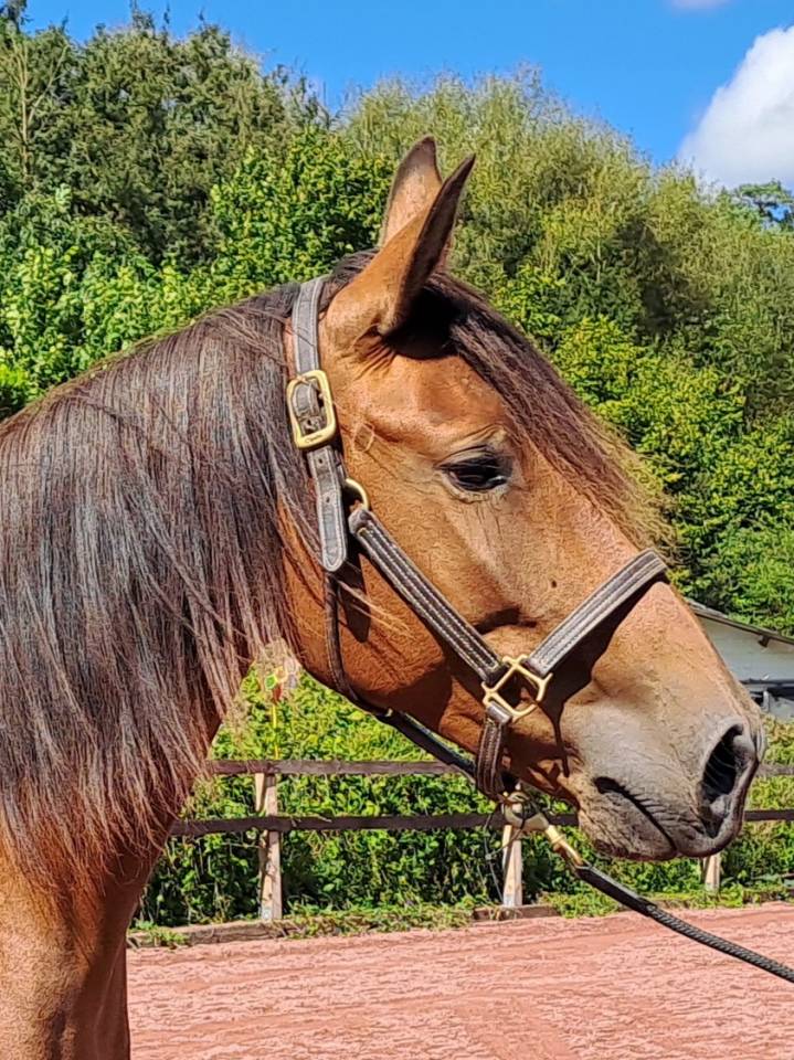 Merrie Lusitano Te koop 2018 Donker bruin / bai ,  SPARTACUS CSM