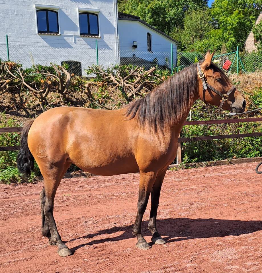 Merrie Lusitano Te koop 2018 Donker bruin / bai ,  SPARTACUS CSM