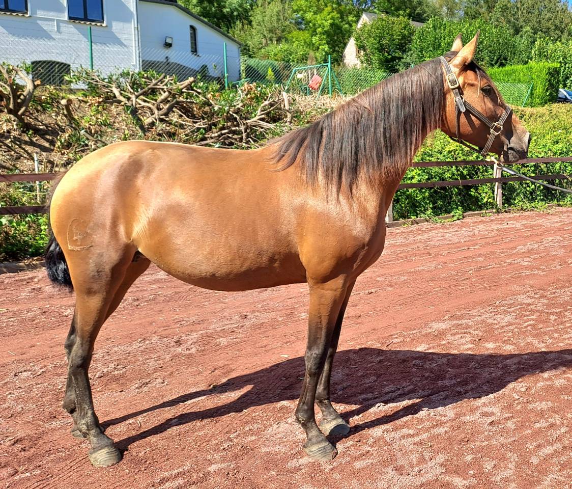 Merrie Lusitano Te koop 2018 Donker bruin / bai ,  SPARTACUS CSM