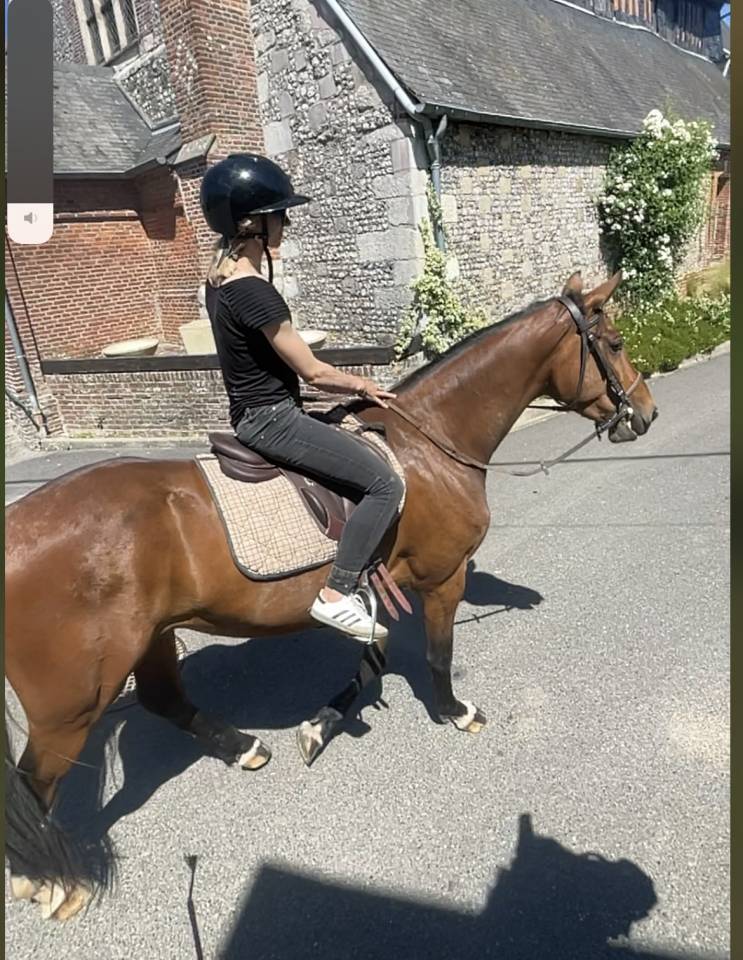 Ruin Selle Fran&ccedil;ais Te koop 2022 Donker bruin / bai ,  BLACK JACK IXE
