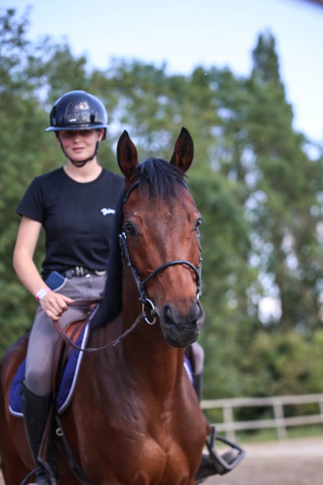 Ruin Volbloed Te koop 2021 Bruin / Bai