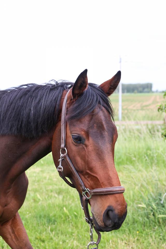 Ruin Volbloed Te koop 2021 Bruin / Bai
