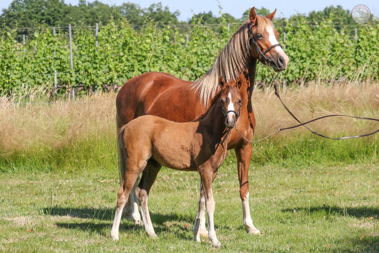 Veulen (vr) Welsh Pony (Section B) Te koop 2025 Vos ,  EYARTH ANOKI