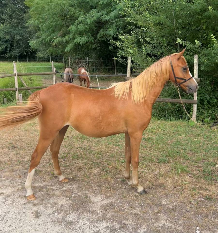Veulen (vr) Welsh Pony (Section B) Te koop 2025 Vos ,  EYARTH ANOKI