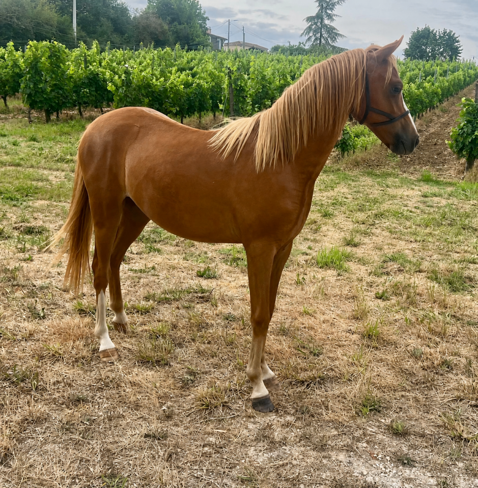 Veulen (vr) Welsh Pony (Section B) Te koop 2025 Vos ,  EYARTH ANOKI