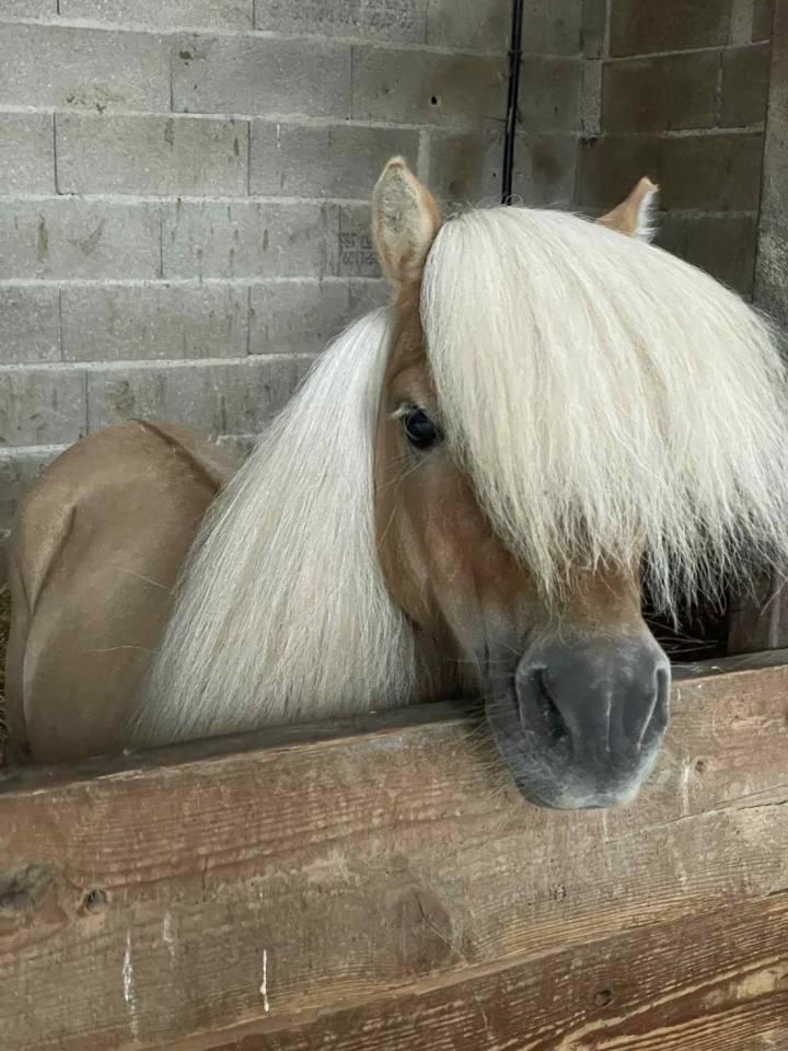 Dekhengst Shetland Te koop 2016 Wildkleur