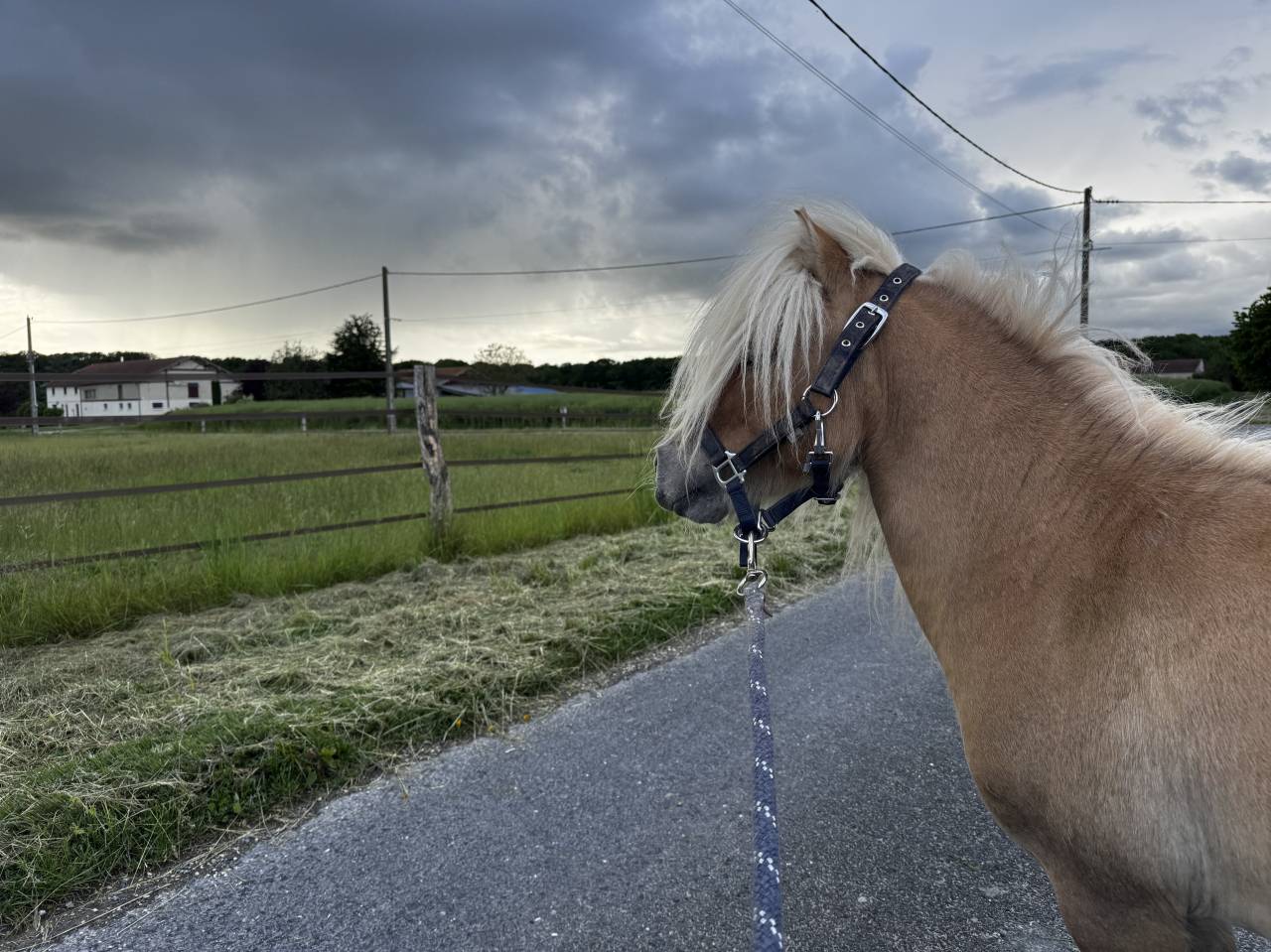 Dekhengst Shetland Te koop 2016 Wildkleur