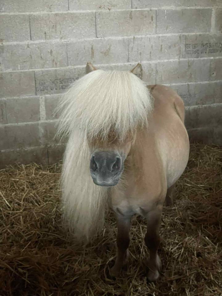 Dekhengst Shetland Te koop 2016 Wildkleur