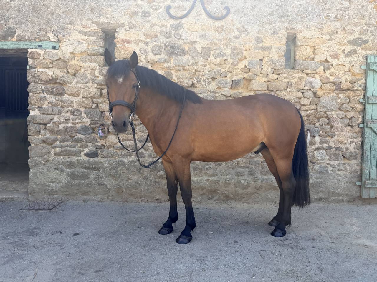 Ruin Franse rijpony PFS Te koop 2019 Donker bruin / bai ,  Djungle Speed