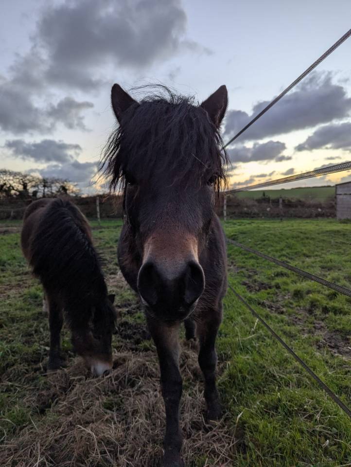 Hengst Dartmoor Te koop 2024 Donker bruin / bai ,  Champagne blues