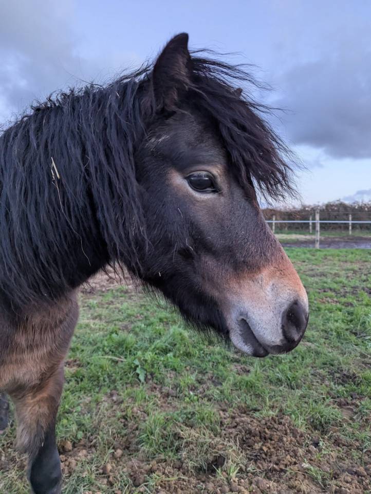 Hengst Dartmoor Te koop 2024 Donker bruin / bai ,  Champagne blues