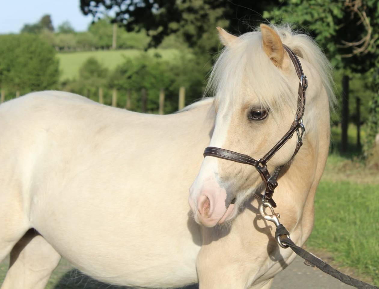 Veulen (ml) Welsh Pony (Section B) Te koop 2025 Palomino