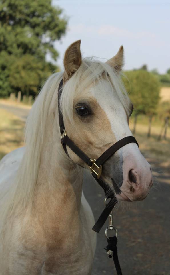 Veulen (ml) Welsh Pony (Section B) Te koop 2025 Palomino