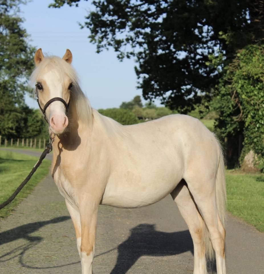 Veulen (ml) Welsh Pony (Section B) Te koop 2025 Palomino