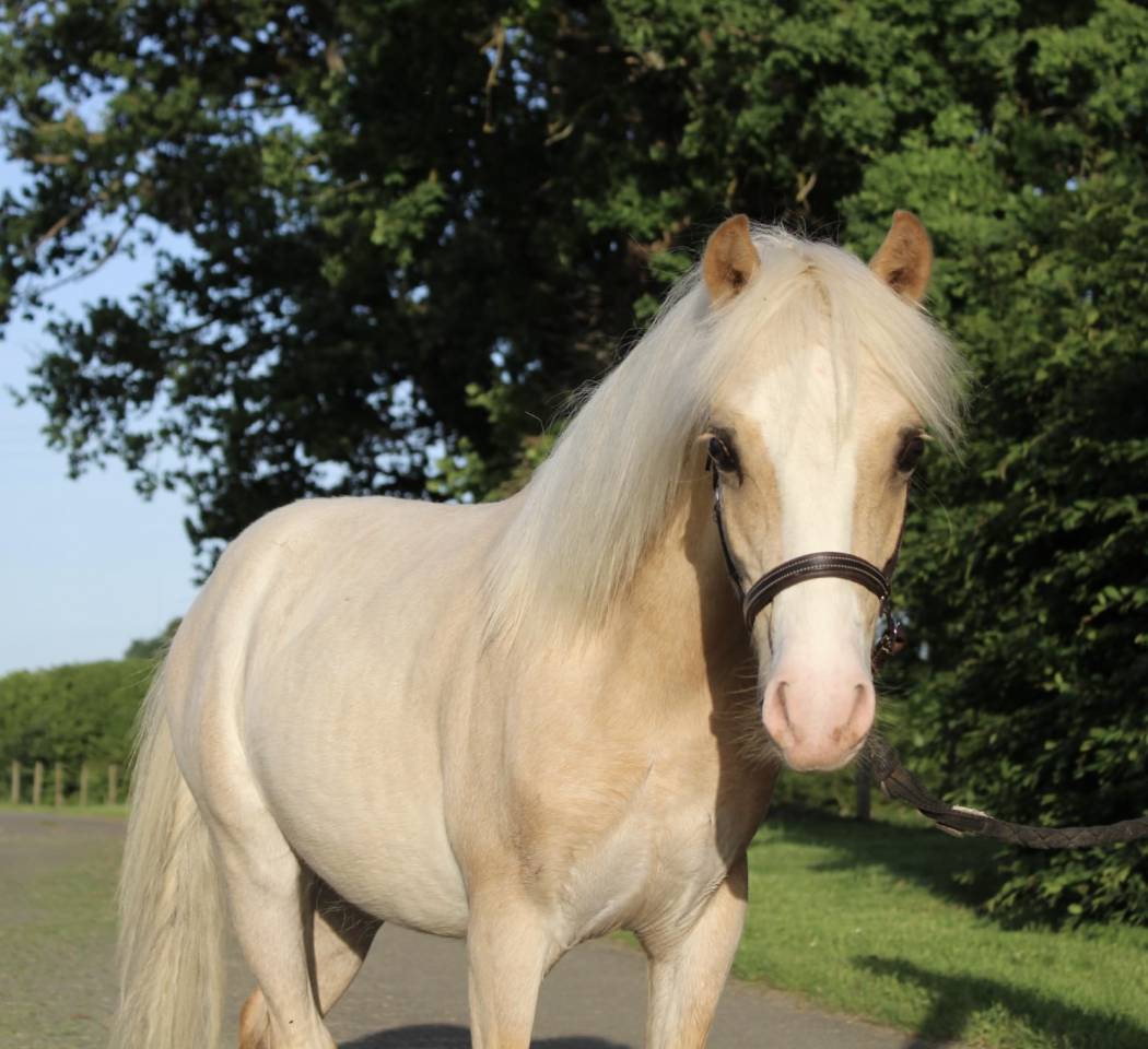 Veulen (ml) Welsh Pony (Section B) Te koop 2025 Palomino