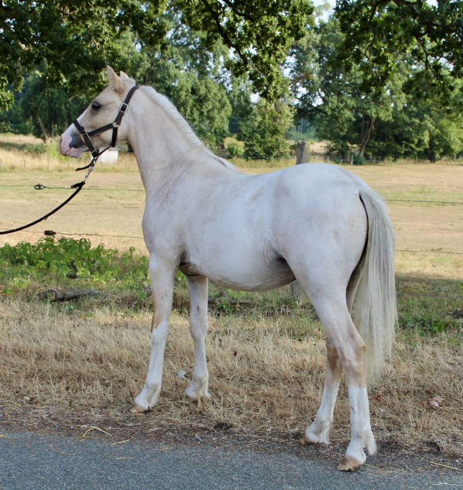 Veulen (ml) Welsh Pony (Section B) Te koop 2025 Palomino