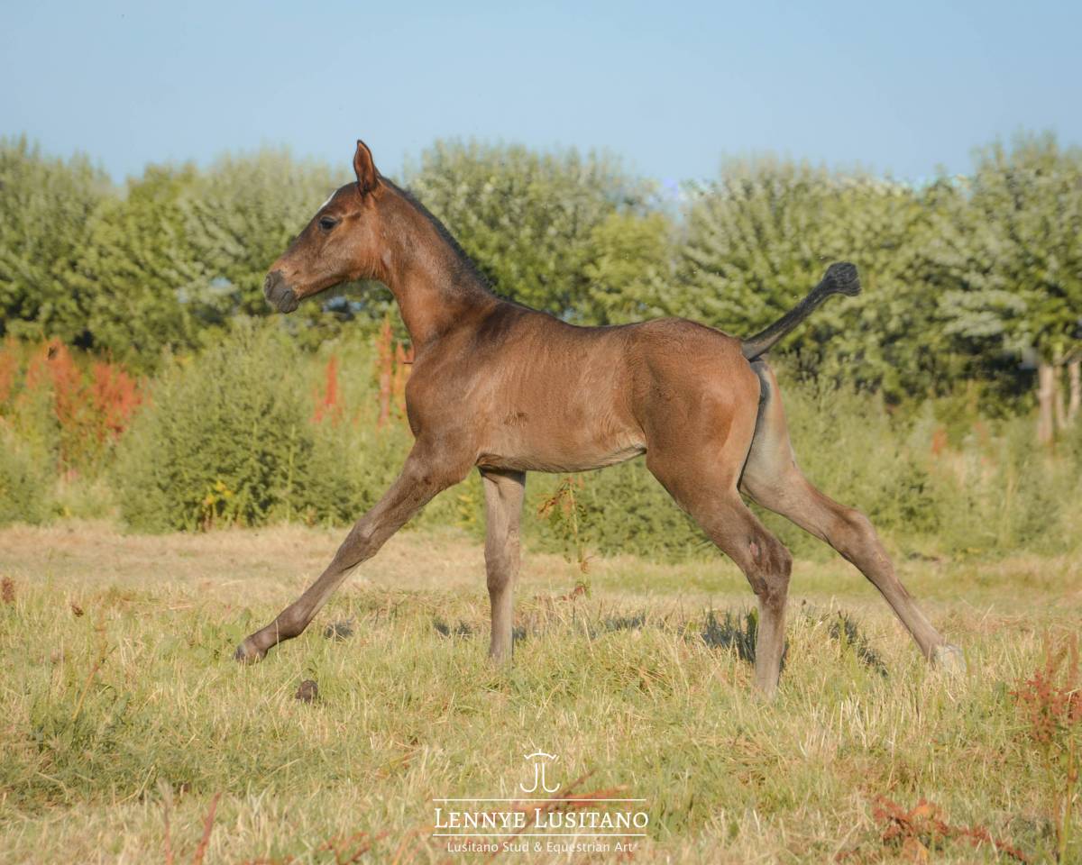 Veulen (vr) Lusitano Te koop 2026 Zwart ,  Onyx des Ocres
