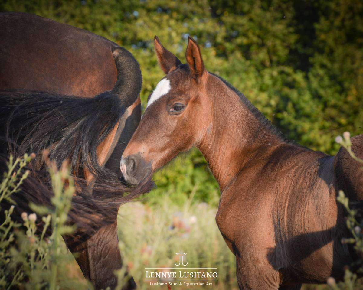 Veulen (vr) Lusitano Te koop 2026 Zwart ,  Onyx des Ocres