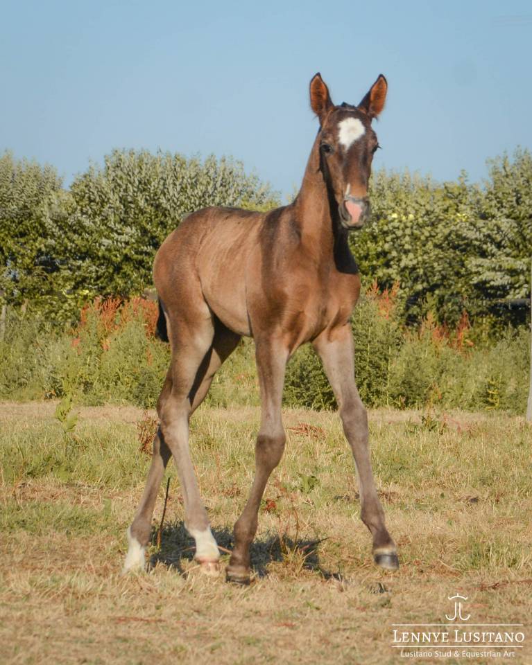 Veulen (vr) Lusitano Te koop 2026 Zwart ,  Onyx des Ocres