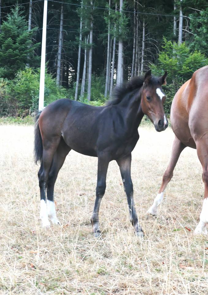Veulen (vr) Franse rijpony PFS Te koop 2026 Donker bruin / bai ,  Kaiser Storm Alias