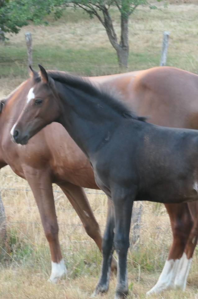 Veulen (vr) Franse rijpony PFS Te koop 2026 Donker bruin / bai ,  Kaiser Storm Alias
