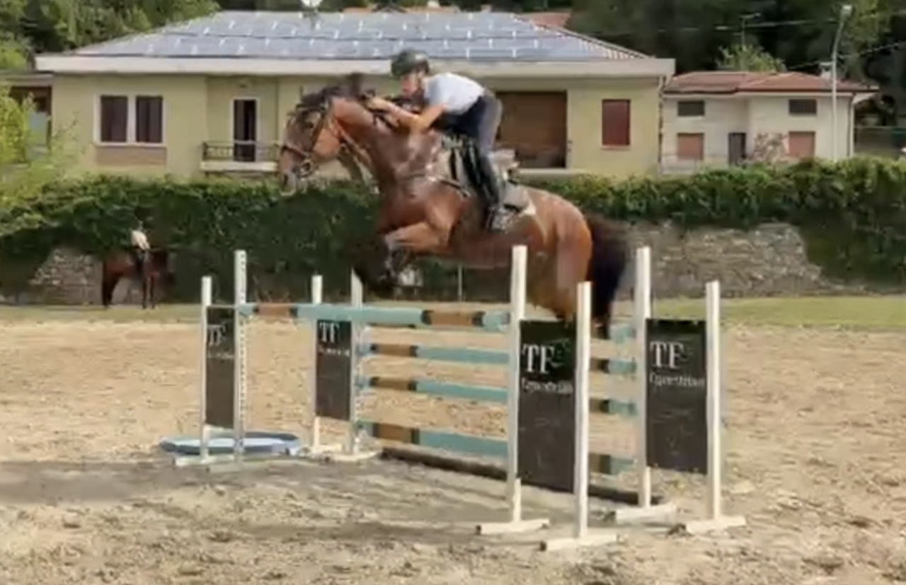 Merrie AES Anglo European Studbook Te koop 2015 Donker bruin / bai ,  Sea Coast Don't Touch Tiji Hero