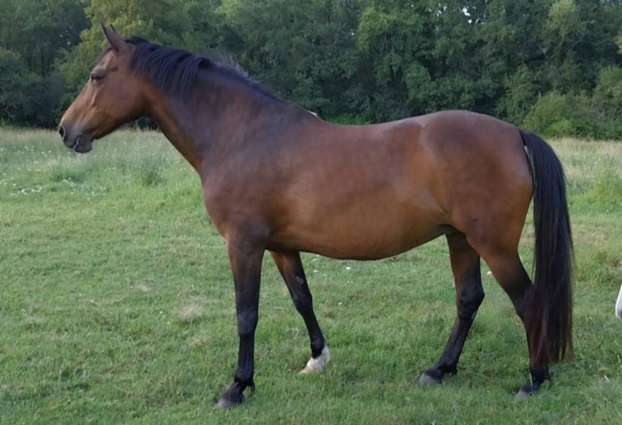 Draagmerrie Franse rijpony PFS Te koop 2011 Donker bruin / bai