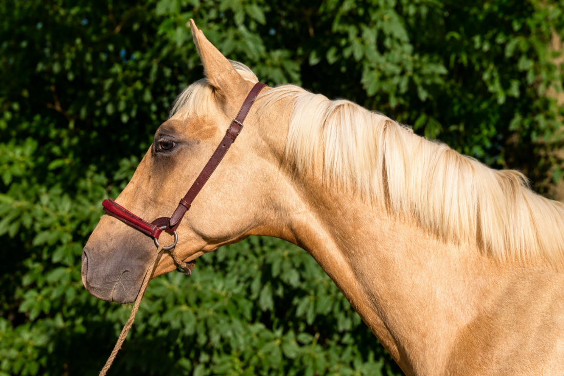 Veulen (ml) PRE Puur Ras Spaans Te koop 2025 Palomino ,  ADAGIO CALLER