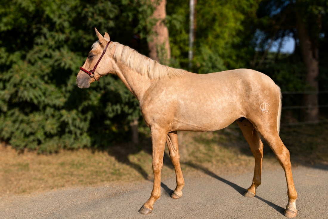 Veulen (ml) PRE Puur Ras Spaans Te koop 2025 Palomino ,  ADAGIO CALLER