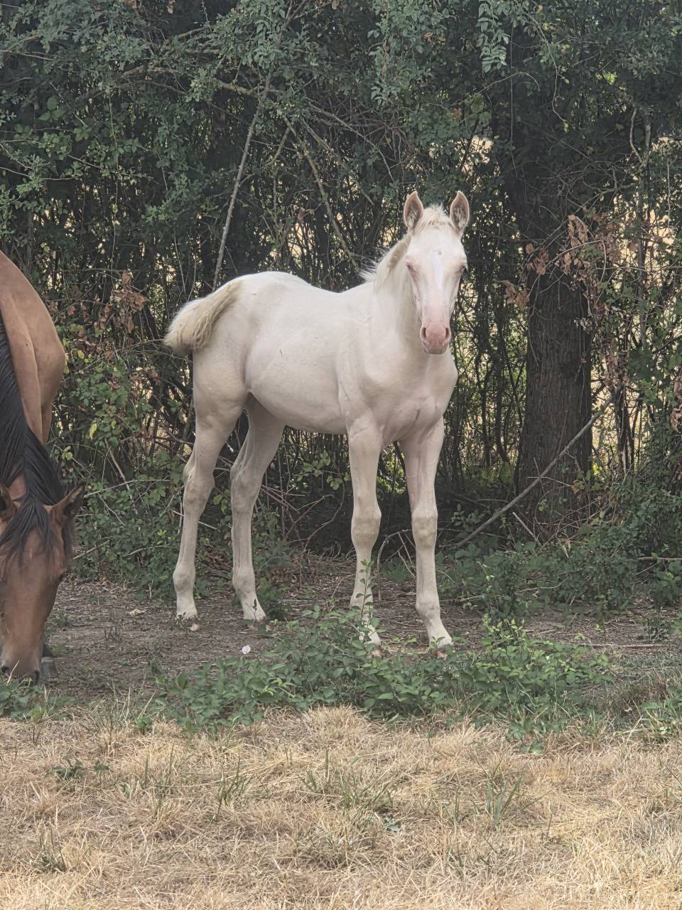 Veulen (vr) Quarter Horse Te koop 2026 Cr&egrave;me ,  Dokky munk award