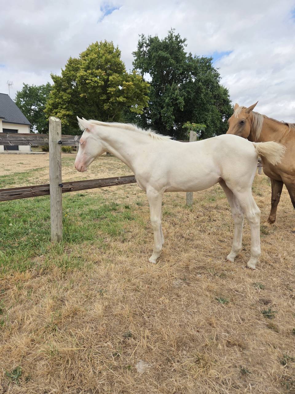 Veulen (vr) Quarter Horse Te koop 2026 Cr&egrave;me ,  Dokky munk award