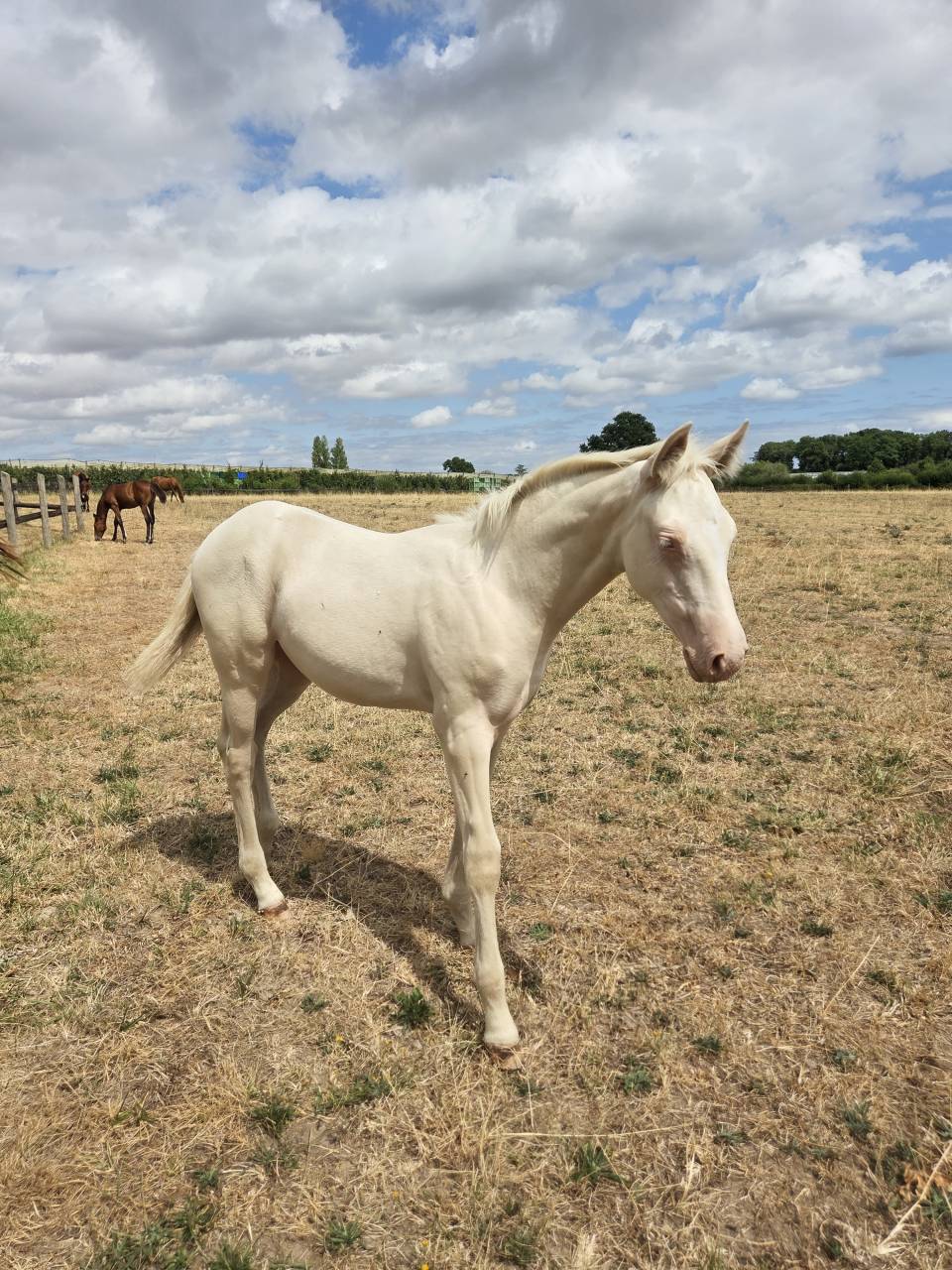 Veulen (vr) Quarter Horse Te koop 2026 Cr&egrave;me ,  Dokky munk award