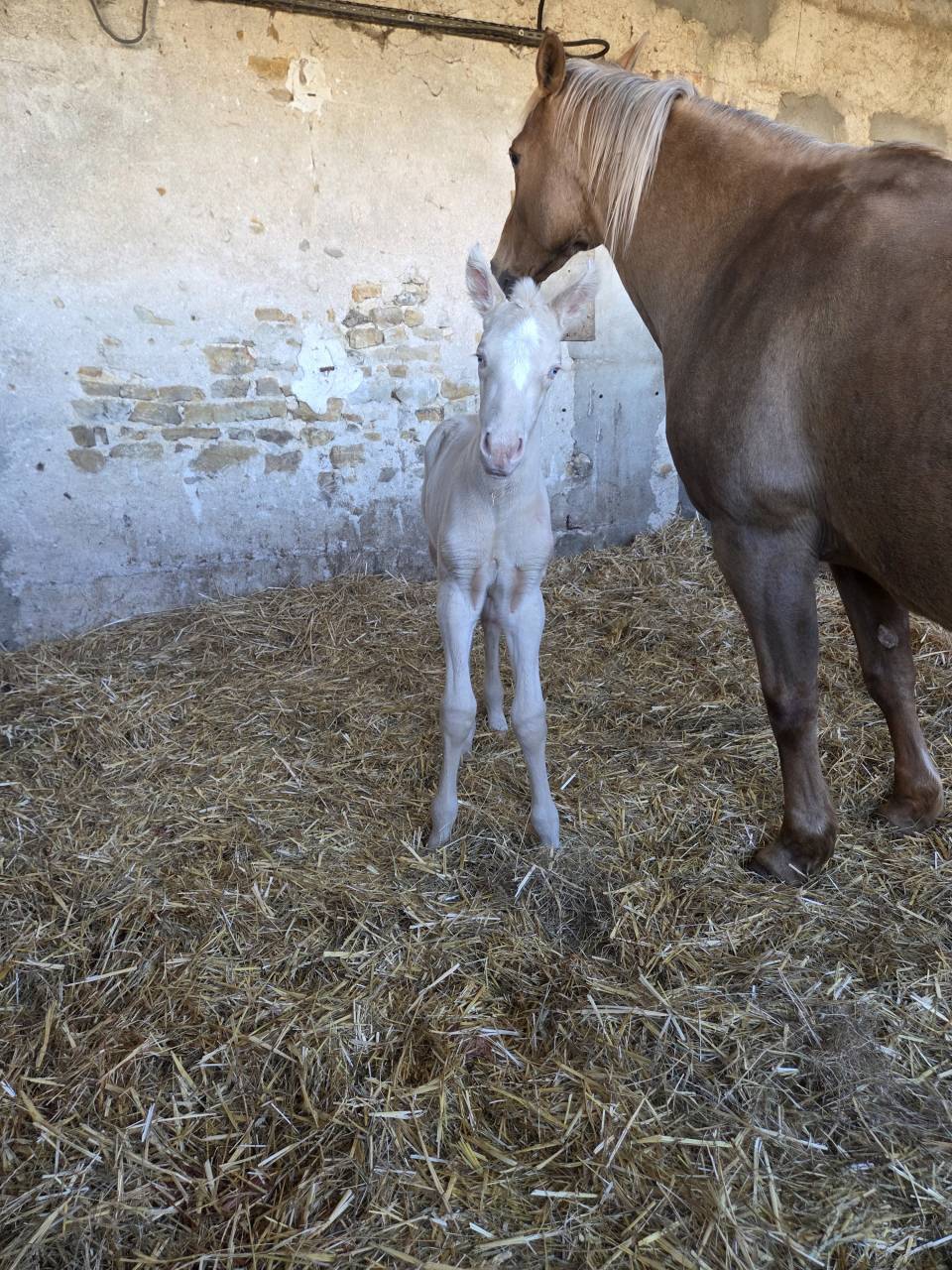 Veulen (vr) Quarter Horse Te koop 2026 Cr&egrave;me ,  Dokky munk award