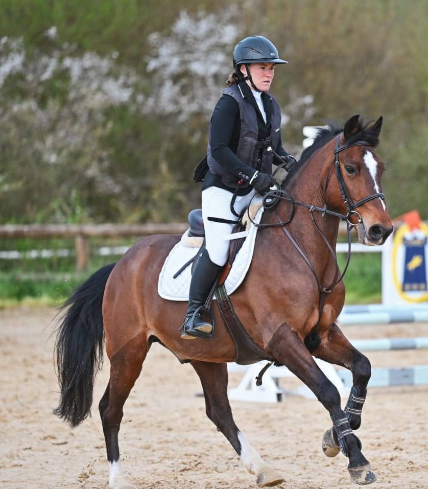 Ruin Franse rijpony PFS Te koop 2015 Donker bruin / bai ,  ACTIF D'ARGENT