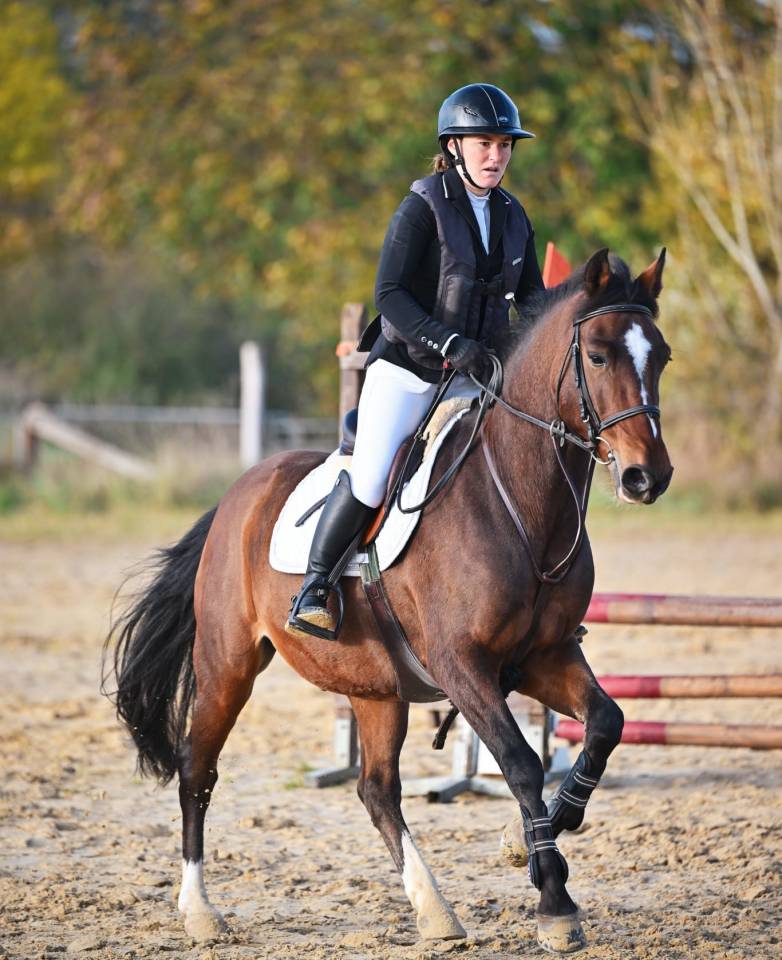 Ruin Franse rijpony PFS Te koop 2015 Donker bruin / bai ,  ACTIF D'ARGENT