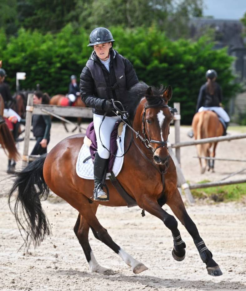 Ruin Franse rijpony PFS Te koop 2015 Donker bruin / bai ,  ACTIF D'ARGENT