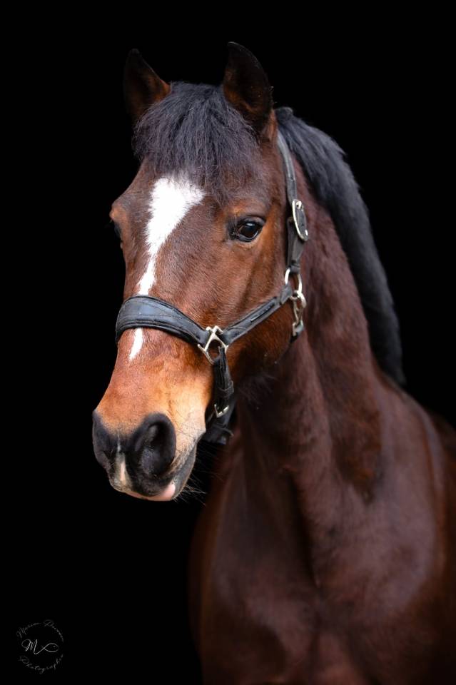 Ruin Franse rijpony PFS Te koop 2015 Donker bruin / bai ,  ACTIF D'ARGENT