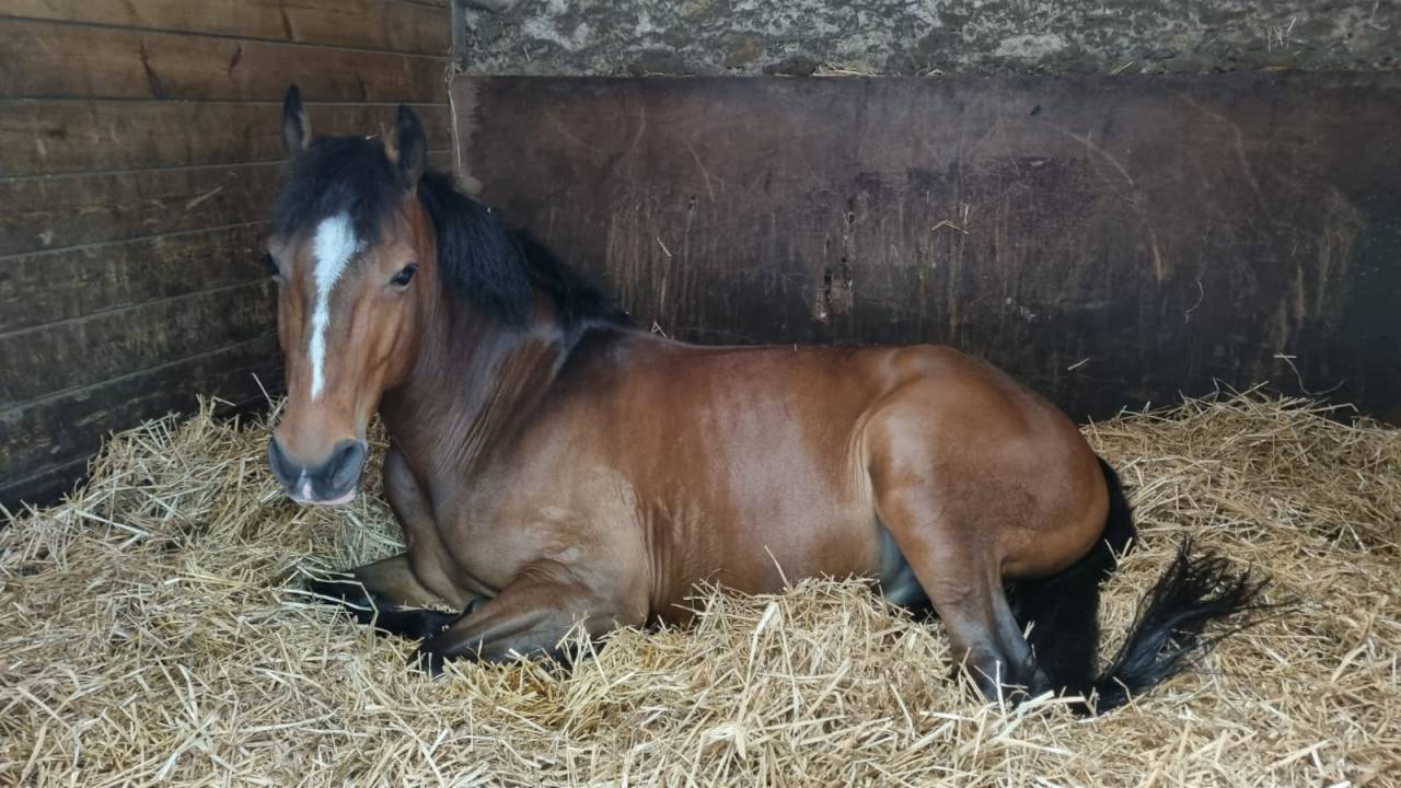 Ruin Franse rijpony PFS Te koop 2015 Donker bruin / bai ,  ACTIF D'ARGENT