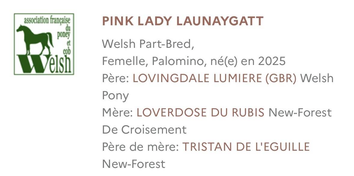 Veulen (vr) Welsh Partbred Te koop 2025 Palomino
