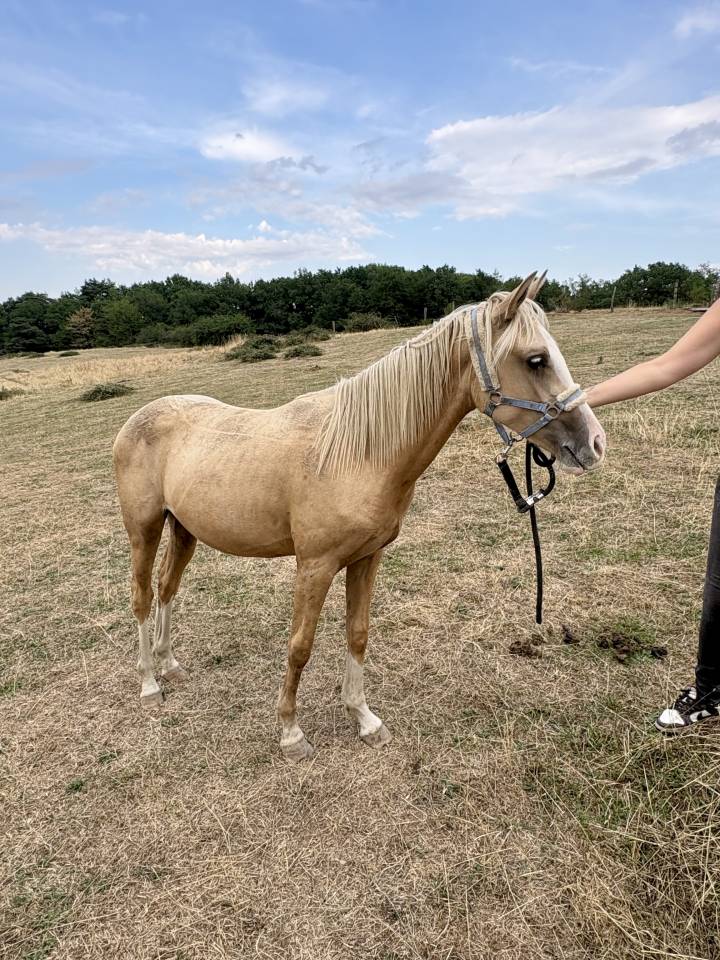 Veulen (vr) Welsh Partbred Te koop 2025 Palomino